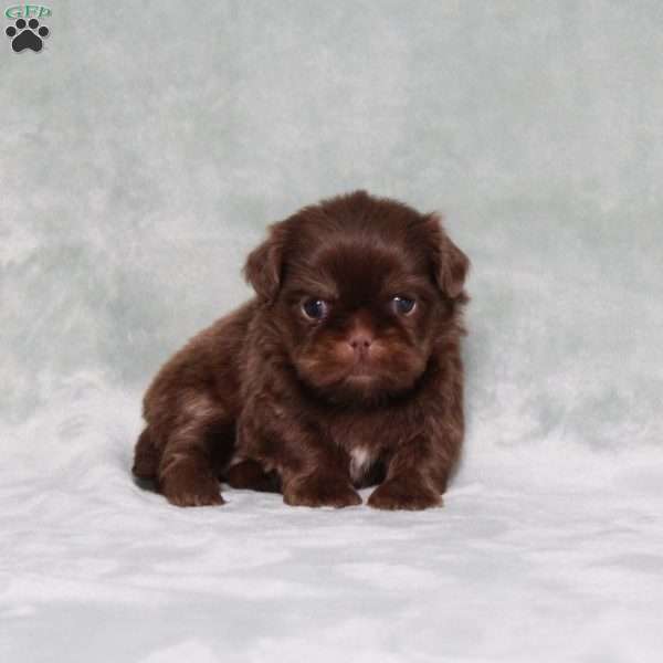 Bubbles, Shih Tzu Puppy